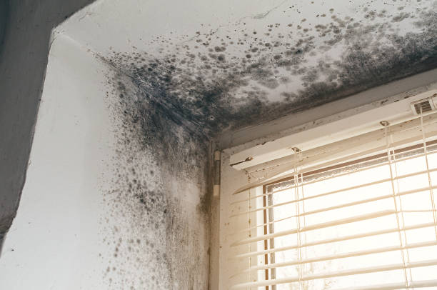 Affordable Mold Remediation solutions in Garrett, WA